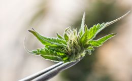 Other Cannabis Programs Other Cannabis Programs