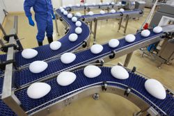 Chicken eggs on 3 different conveyor belts