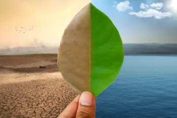 Hand holding a leaf showing a dry desert on one side and water in a lake of the other side